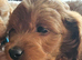 Ready, breeder, 4 dna clear red small miniature cockapoo litter
