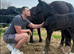 Welsh D Gelding