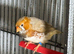 Zebra Finches