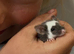 Lovely friendly mouse and cage
