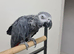 African Grey forsale