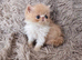 Persian kittens