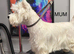 KC gorgeous Westies puppies