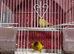 Male and female with cage for sell