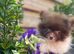 Chocolate Parti Pomeranian