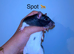Beautiful mixed gender baby rats