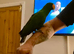 Male eclectus parrot