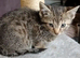 Bengal X kittens now ready?