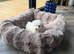 ADORABLE MALTIPOO PUPPIES