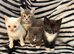 4 Stunning Siamese Mixed Kittens