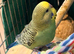 9 week old baby budgies available home reared