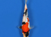 Young koi for sale