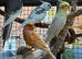 3 pairs of garden aviary Canaries