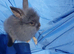 Baby rabbits