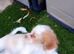 Adorable 11 Week Old Female Cavapoochon Puppy Ready for Her Forever Home