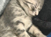 STUNNING LITTER READY FOR FOREVER HOMES