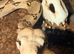 Boa male 3 years old