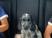 Show cocker spaniel