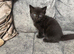 Exquisite Ragdoll / Turkish Angora Kittens – 7 Weeks Old | Blue-Eyed | Home-Raised