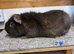 Teddy Boar