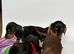 4 gorgeous miniature dachshund puppies