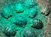 BABY LEOPARD TORTOISES