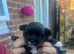 Puppy, three weeks old