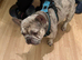 4 French bulldogs