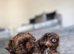 Tiny imperial Shih Tzu puppies