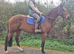 Super quiet allrounder