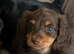 Mini Long hair Dachshund puppies
