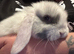 Mini lop boy
