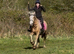 13.3H - 11Yo - Palomino - Mare