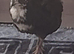 2 young quails