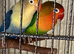 Love bird pair