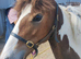 Dottie Yearling Filly