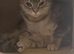 British shorthair X for sale