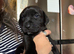 Litter of 9 Staffy Labrador puppies