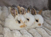 Beautiful baby lop bunnies