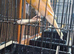 Yorkshire canary for new home