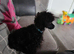 Male toy poodle