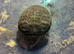 Horsfield tortoise