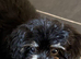 Rehome Brownie