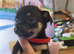 1 chug puppy male black