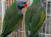 A pair of Lord Derbyans