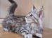 MAINE COON KITTENS