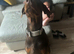 3 years old Doberman bitch