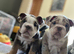North Yorkshire Based DWKC Registered English Bulldog Stud - Proven Sire