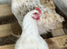 Amberlink hens