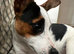 Jack Russell 9 month old female